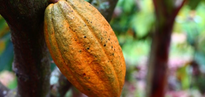 Estudio mexicano halla que molécula del cacao genera autodestrucción de células cancerosas - Sweetter